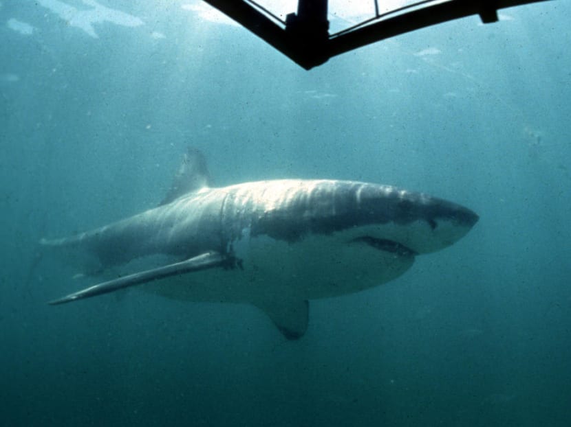 While the group is closely connected, the perspective of members is varied: Some become anti-shark, pushing for culls, while others become conservationists.