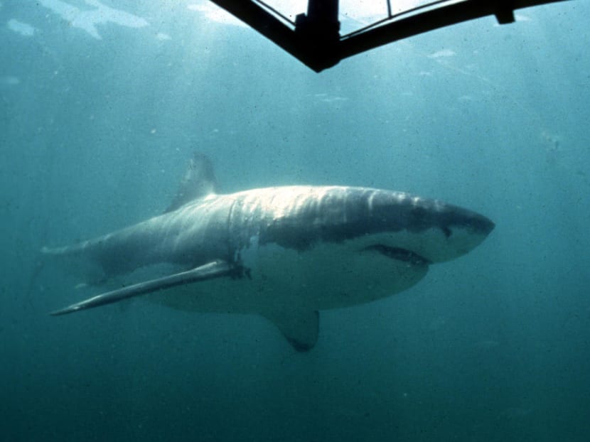 While the group is closely connected, the perspective of members is varied: Some become anti-shark, pushing for culls, while others become conservationists. While the group is closely connected, the perspective of members is varied: Some become anti-shark, pushing for culls, while others become conservationists.