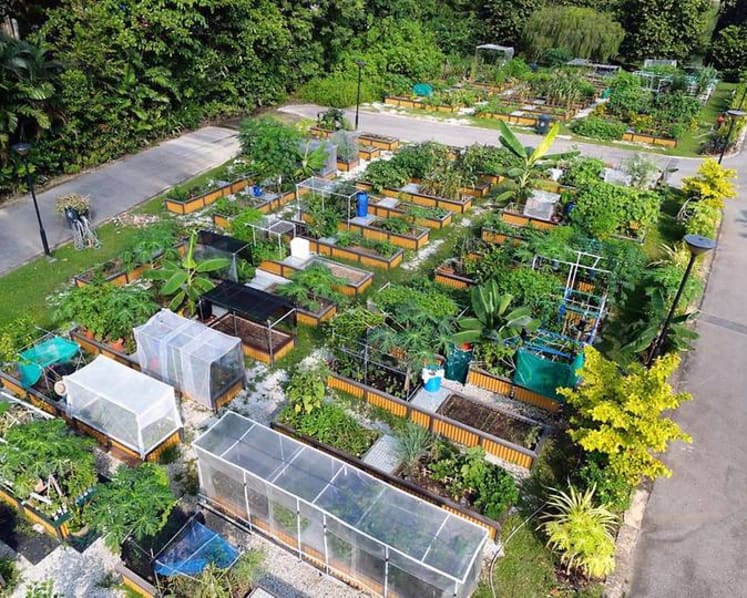 Commentary: Singaporeans are proving you can grow your vegetables and eat them too
