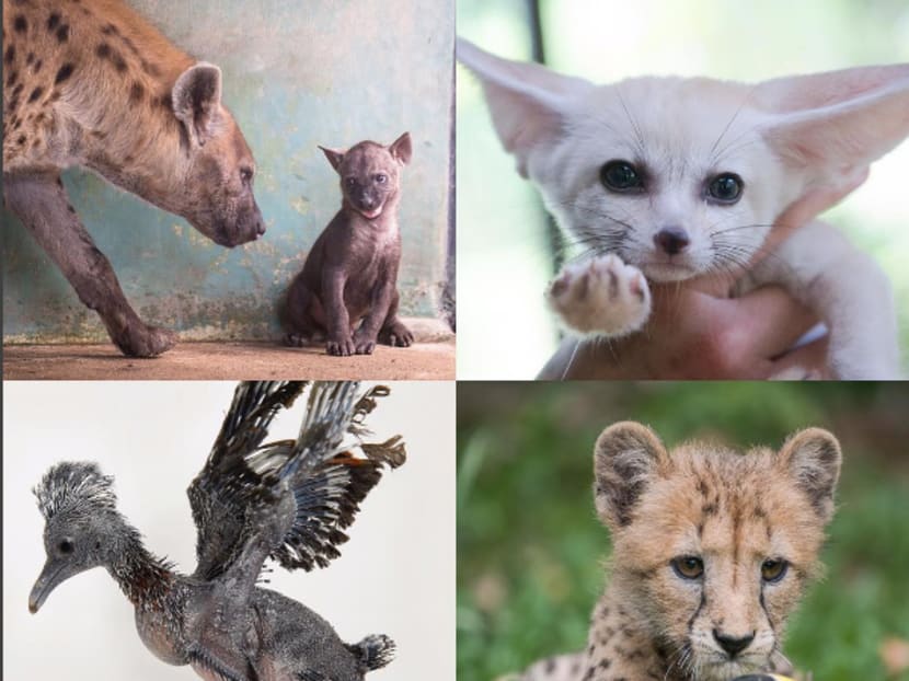 2016 saw the births and hatchings of over 600 animals across Wildlife Reserves Singapore’s four parks - Jurong Bird Park, Night Safari, River Safari and Singapore Zoo, of which over a third of the animal species are threatened. Among them are (clockwise) a hyena cub, three fennec fox kits, a cheetah cub and a Sclater’s crowned pigeon nestling. Photos: Wildlife Reserves Singapore