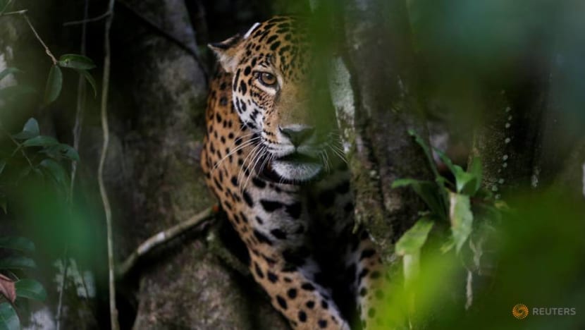 Groups call for reintroduction of jaguars in US Southwest Groups call for reintroduction of jaguars in US Southwest