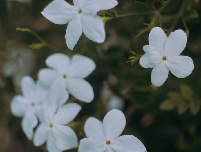 What’s Chanel N5 perfume’s secret ingredient? Lots of jasmine flowers