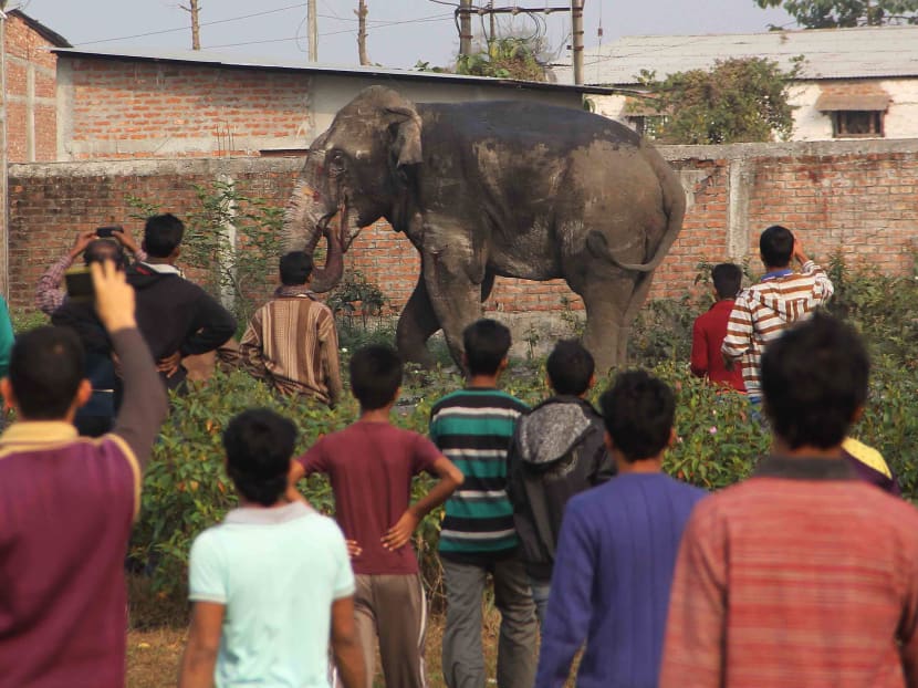 Elephant rampages in east Indian town, smashing homes