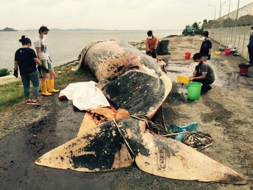Staff from the Lee Kong Chian Natural History Museum inserting a tube to release gas from the sperm whale's gut. Photo: Edric Sng via Channel NewsAsia