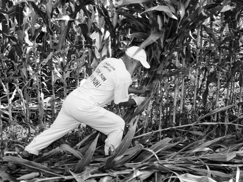 An anti-GMO activist destroying genetically-modified corn in a field in Miradou near Toulouse, France. Despite all precautions, genes from modified organisms inevitably invade natural populations and, from there, have the potential to spread uncontrollably through the genetic ecosystem. PHOTO: REUTERS