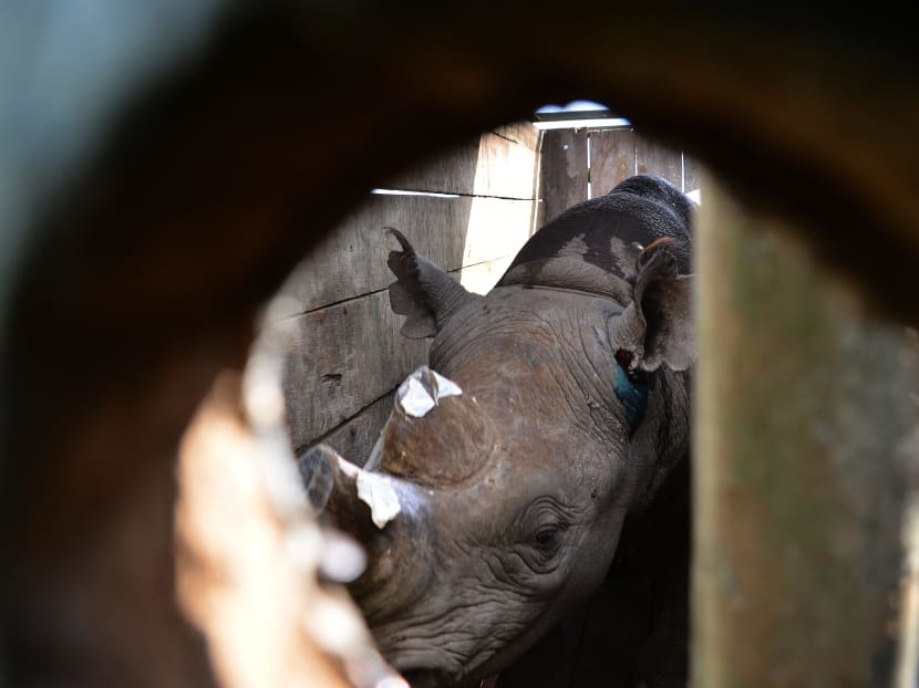 A captured black rhino peeps from a cage during a relocation exercise of four rhinos from Lake Nakuru National Park, some 140km north-west of Nairobi on May 24, 2015 to Sera Community Conservancy in northern Kenya. Photo: AFP