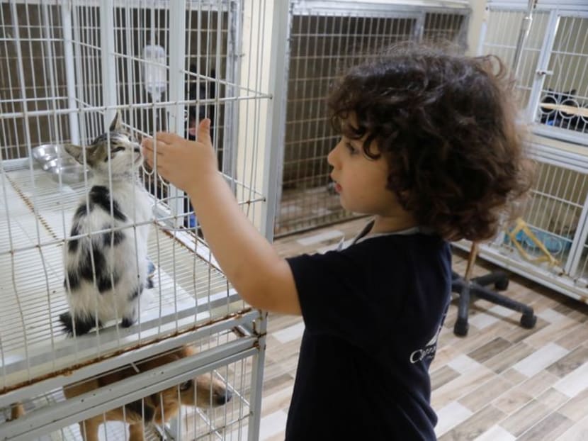 Pets enjoy some pampering in Palestinian clinic Pets enjoy some pampering in Palestinian clinic