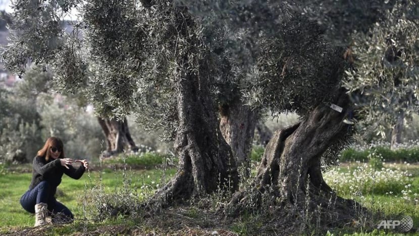 Adopt an olive tree - and breathe new life into Spanish village Adopt an olive tree - and breathe new life into Spanish village
