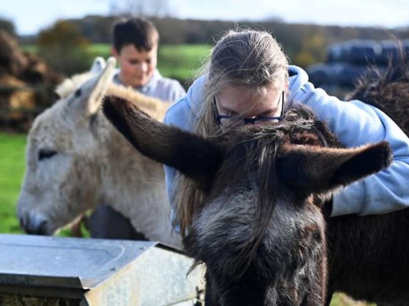 'The cow can't tell my secrets' - UK care farms a lifeline during pandemic 'The cow can't tell my secrets' - UK care farms a lifeline during pandemic