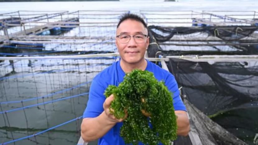 Anggur, rumpai laut & 'ice plant': Tumbuhan unik di SG semakin meluas