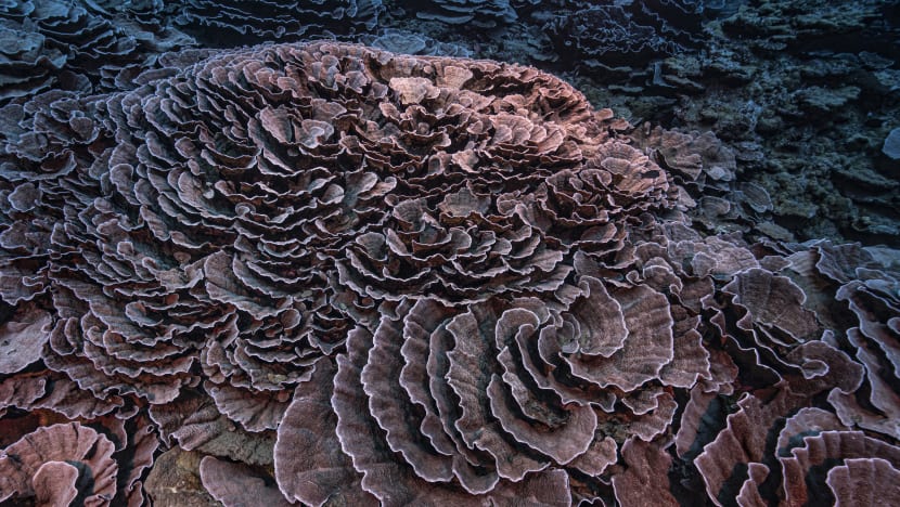 Pristine coral reef unblemished by warming oceans found off Tahiti Pristine coral reef unblemished by warming oceans found off Tahiti