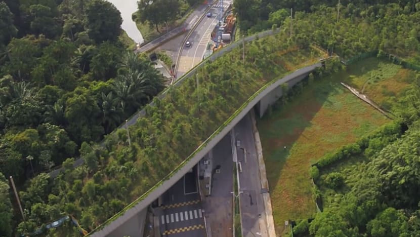 The Big Read: Saving Singapore’s endangered species, one 'animal bridge' at a time