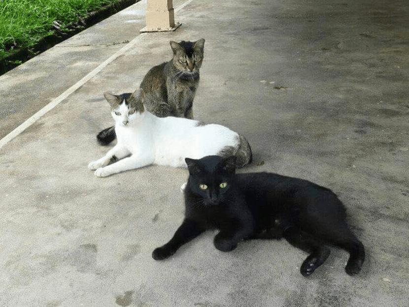 Stray shop cats spca
