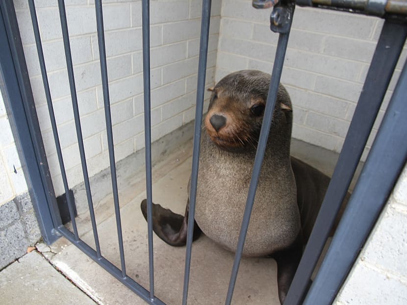 The 120kg fur seal Sammy in a cage after he had been found napping in the toilets at a local cemetery in Devonport, Tasmania. He was released back into the wild shortly after. Photo: AFP