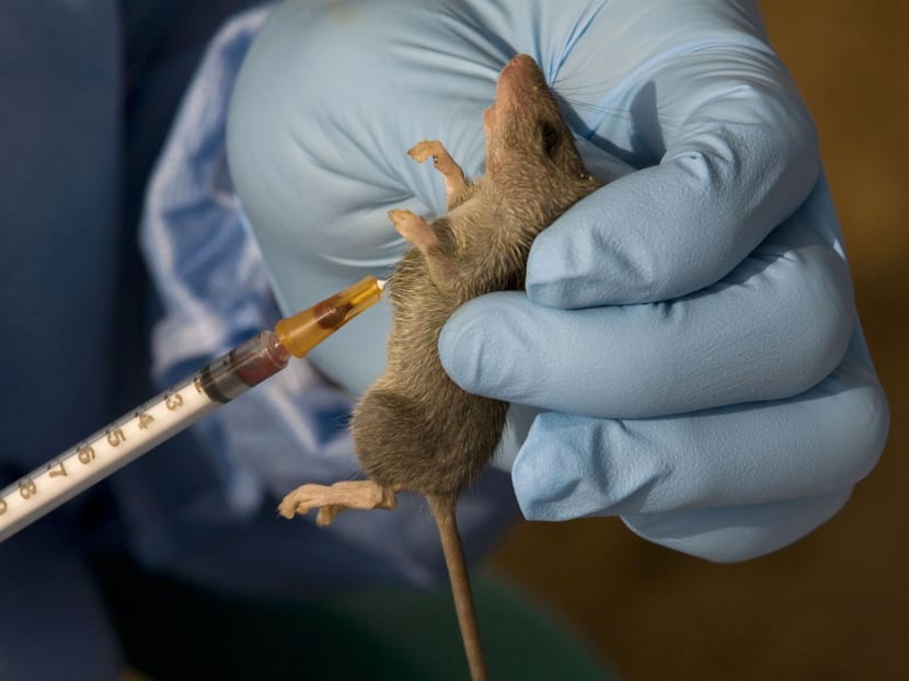 Lassa fever is spread through contact with infected common African rats. Photo: Reuters