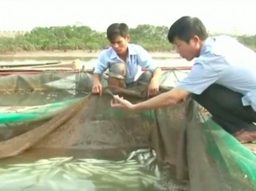 Men look at dead fish at a fish farm in Ha Tinh province, Vietnam. Photo: VTV via AP Video