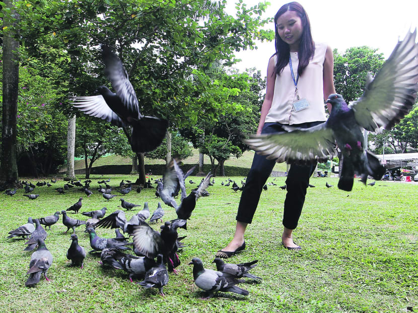 More complaints about pigeons after AVA pilot