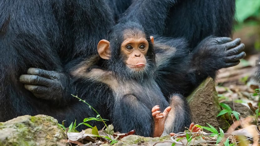 Commentary: The problem with sharing cute exotic animal pics Commentary: The problem with sharing cute exotic animal pics