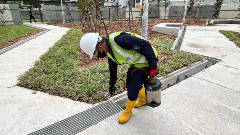 Immediate action needed to fight dengue as cases this month expected to break weekly record high: NEA Immediate action needed to fight dengue as cases this month expected to break weekly record high: NEA