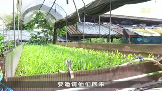 因采用水耕法种植有机蔬菜 本地农场无法获相关机构认证