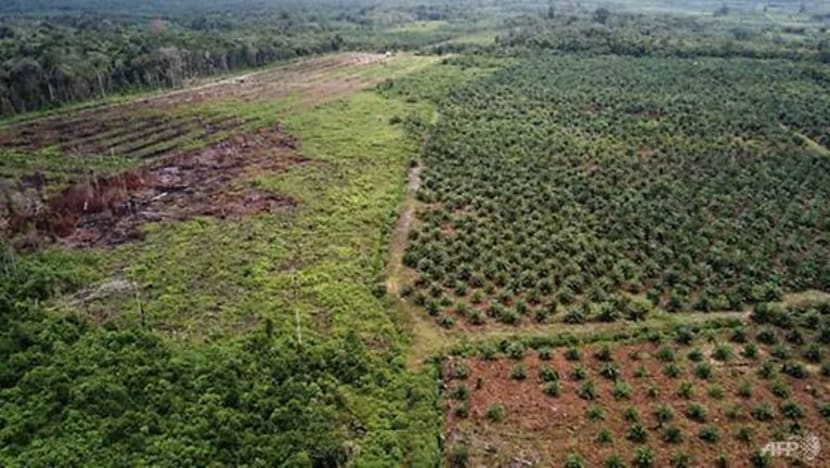 Indonesia gantung pembukaan ladang baru kelapa sawit