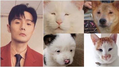 These Are The Dogs And Cats Netizens Say Look Like Li Ronghao