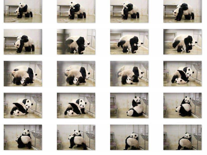 A sequence of the duo’s 40-minute mating antics captured on film on Friday (April 17). While both pandas were interested and affectionate towards each other, first-time breeders Kai Kai and Jia Jia were inexperienced during the session, and did not appear to have mated successfully. Photo: Wildlife Reserves Singapore