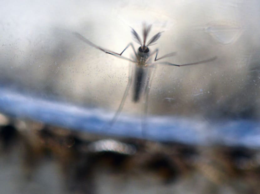 This file photo shows the Aedes Aegypti mosquito larvae photographed at a laboratory of the Ministry of Health of El Salvador in San Salvador. Photo: AFP