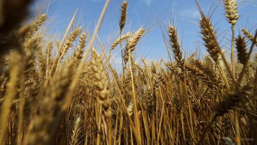China urges crack down on illegal destruction of wheat crop China urges crack down on illegal destruction of wheat crop