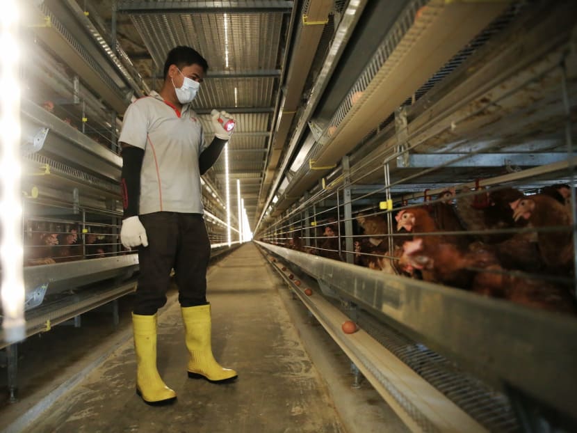 A worker checking on the chickens at Seng Choon Farms. Photo: Koh Mui Fong/TODAY