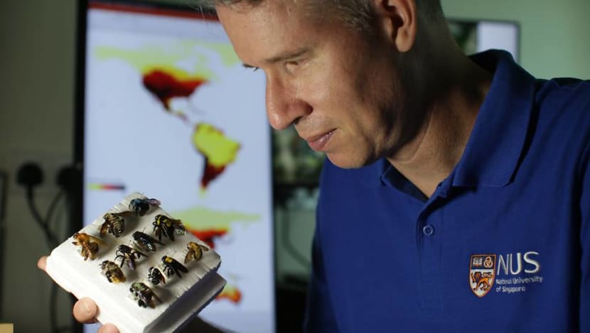 First global map of bee species jointly created by NUS researcher First global map of bee species jointly created by NUS researcher