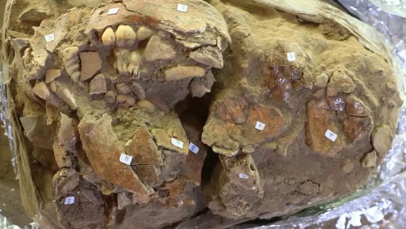 Indonésie : l’ADN d’un squelette révèle un groupe humain encore inconnu jusqu’ici (diaporama et vidéo) By Jack35 Cranium