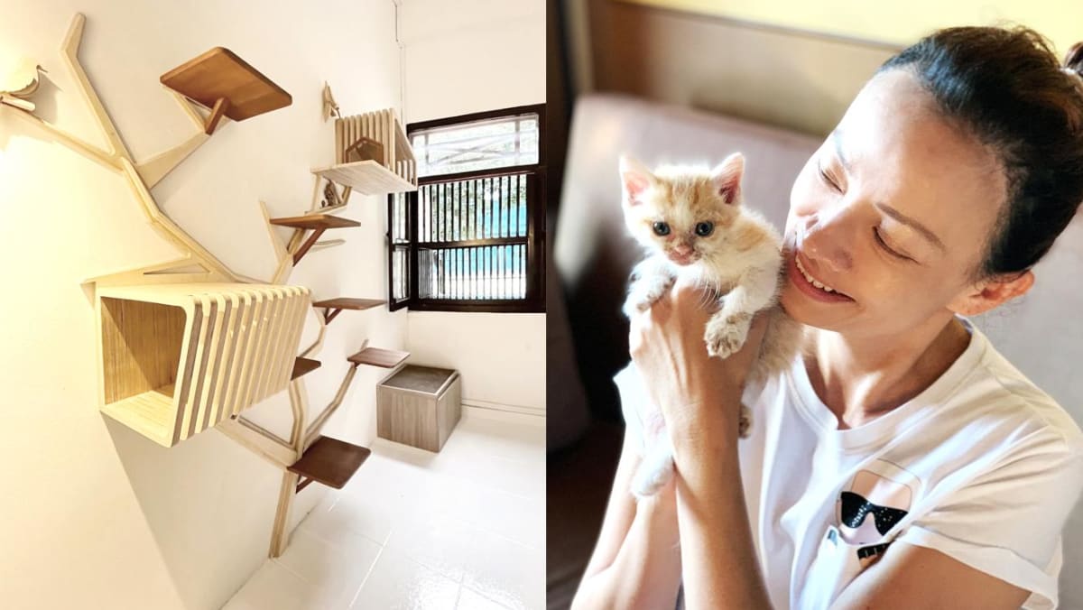 Luxury cat best sale hotel near me