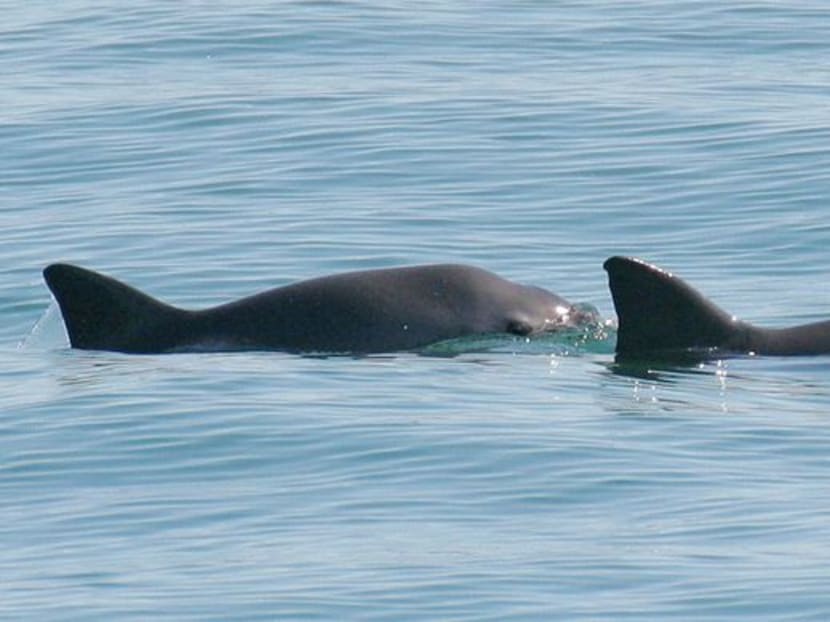 FILE PHOTO: A mother and calf vaquita, a critically endangered small tropical porpoise native to Mexico's Gulf of California, surface in the waters off San Felipe, Mexico in this handout picture taken in 2008. Paula Olson/NOAA Fisheries/Handout via REUTERS/File Photo