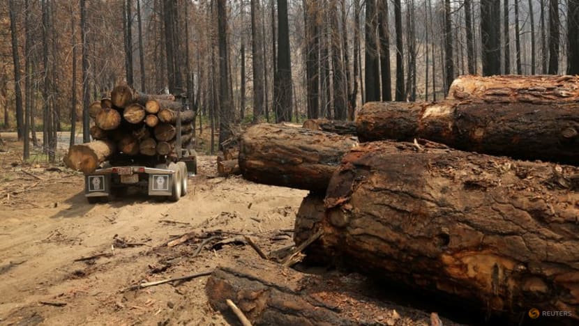 More than 100 global leaders pledge to end deforestation by 2030 More than 100 global leaders pledge to end deforestation by 2030