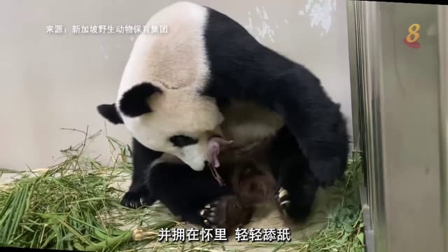 前线追踪 | 大熊猫嘉嘉叹气顾宝宝  再累也要当个称职妈妈！ 