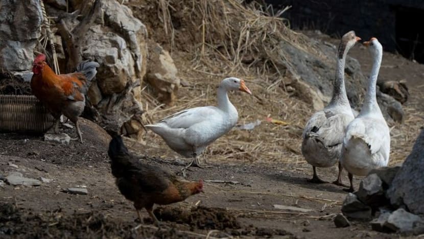 Jepun matikan 91,000 ekor ayam setelah sahkan penemuan flu burung