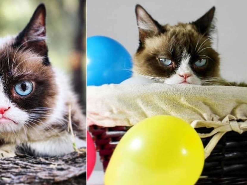 Grumpy no more: Feline Instagram and Twitter star Grumpy Cat dies, aged 7 Grumpy no more: Feline Instagram and Twitter star Grumpy Cat dies, aged 7