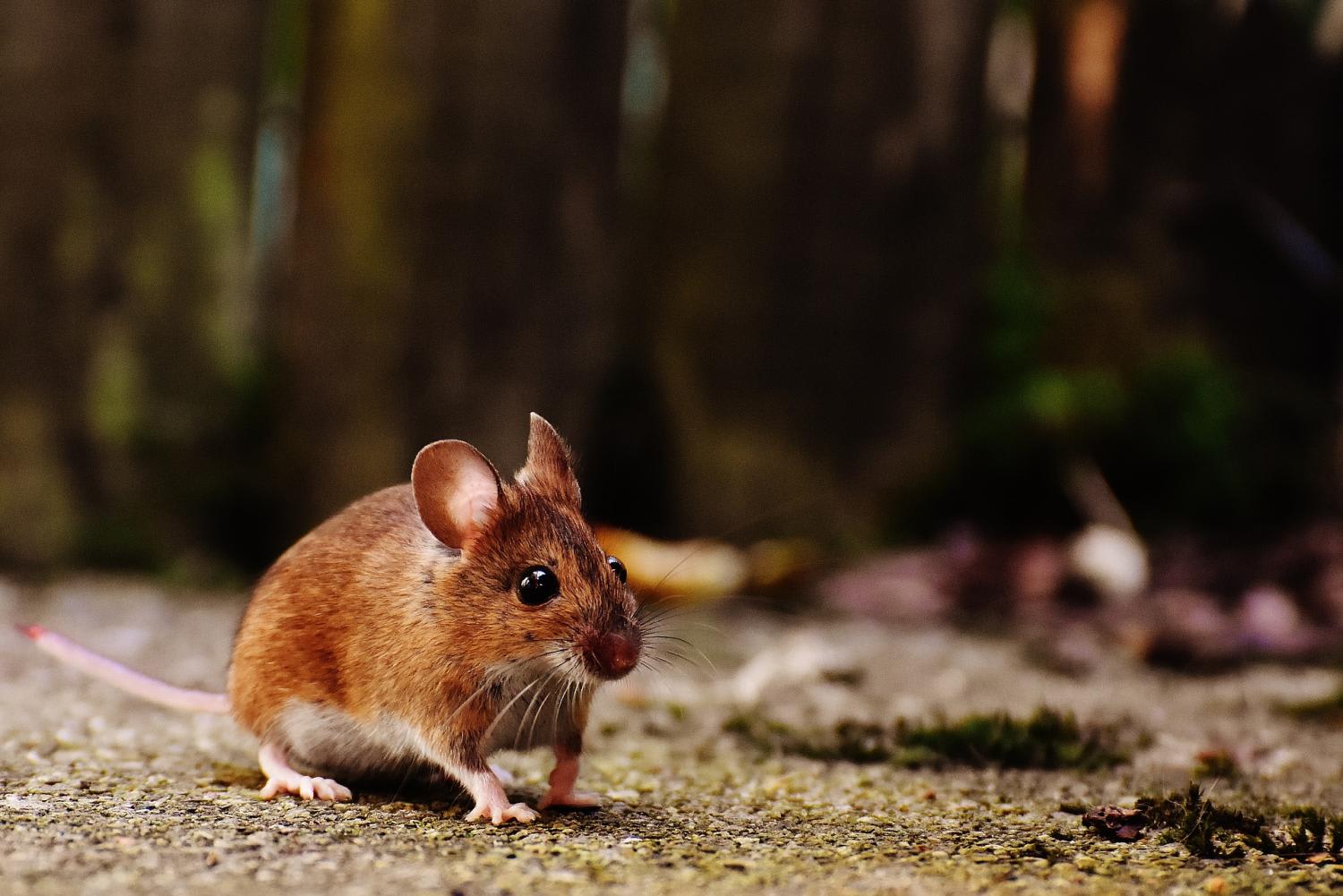 One of the cloned mice survived a year and nine months, and the team also successfully mated female and male cloned mice with natural-born partners and produced normal pups. One of the cloned mice survived a year and nine months, and the team also successfully mated female and male cloned mice with natural-born partners and produced normal pups.