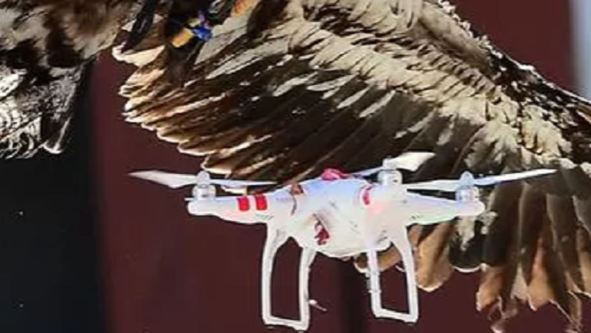 Eagles possible deterrence to drones - melisten