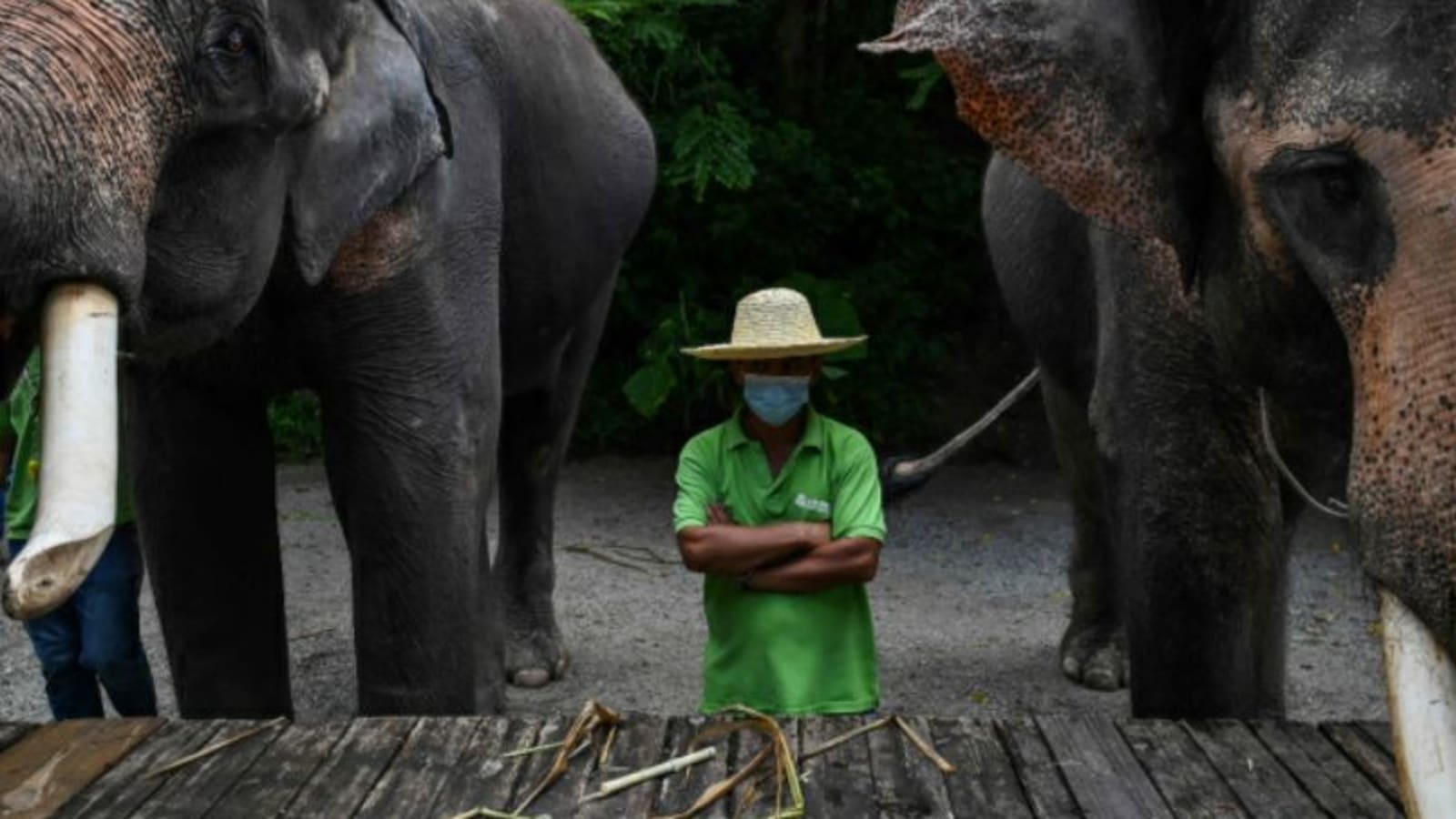 China villagers learn to live with the elephant in the room