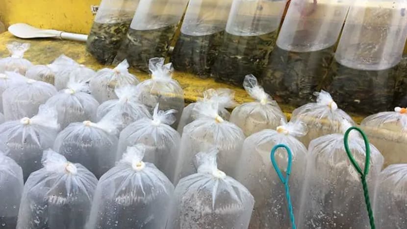 PUB lepaskan berpuluh ribu ikan ke Kolam Air Pandan bagi perangi serangga sera