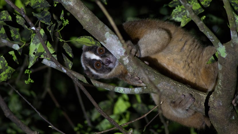 Rescuers of endangered slow loris in Indonesia not resting on their laurels, despite drop in smuggling