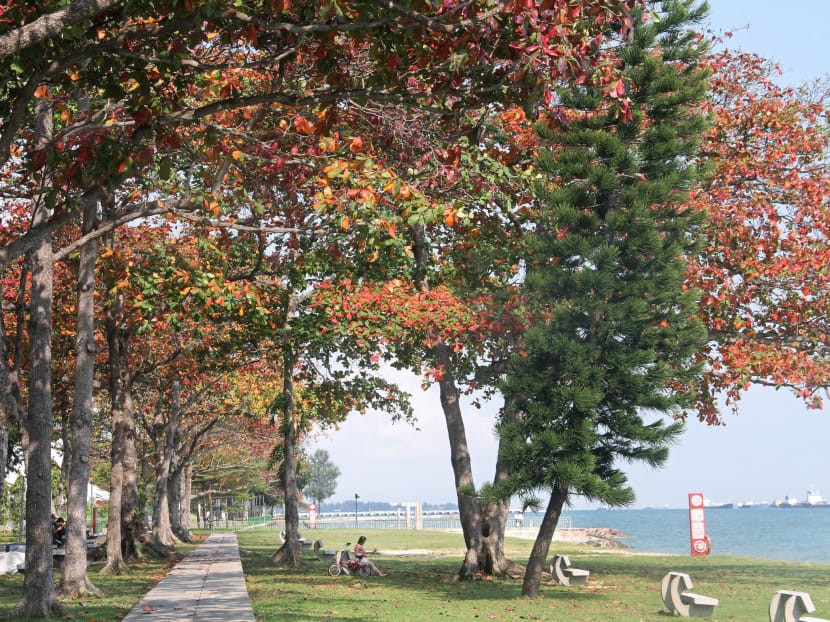 Ketapang trees at East Coast Park bloom on Nov 2014. TODAY file photo