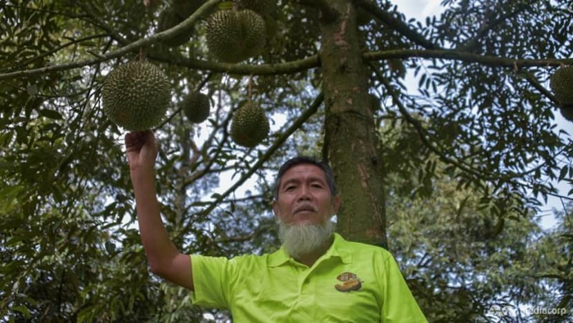 Musang King millionaires: Pahang town's durian businessmen turn wealthy as demand increases