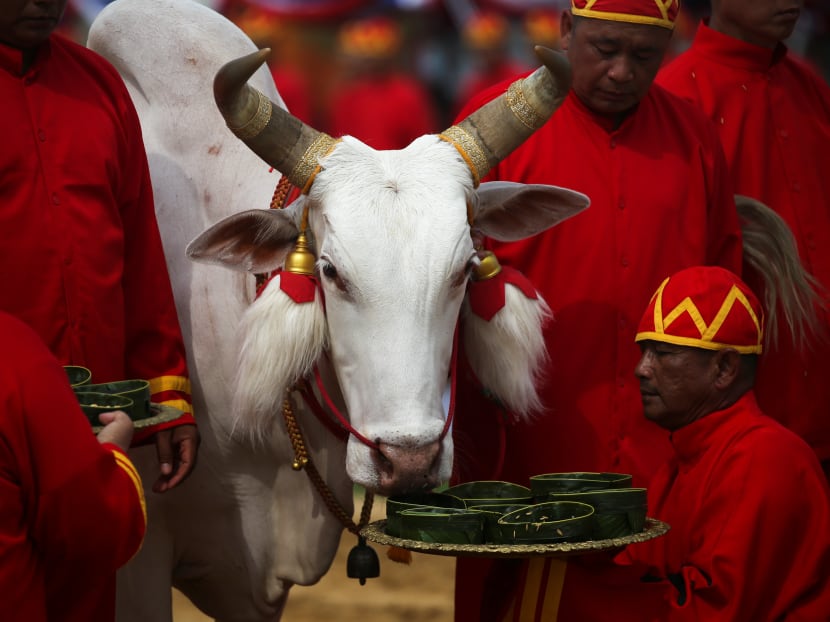 Photo of the day: Thai officials dressed in traditional costumes feed oxen during the annual royal ploughing ceremony in central Bangkok, Thailand, May 9, 2019.