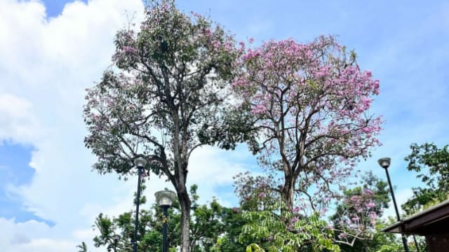 本地版“樱花”绽放！ 花期只有几天 你打卡了吗？