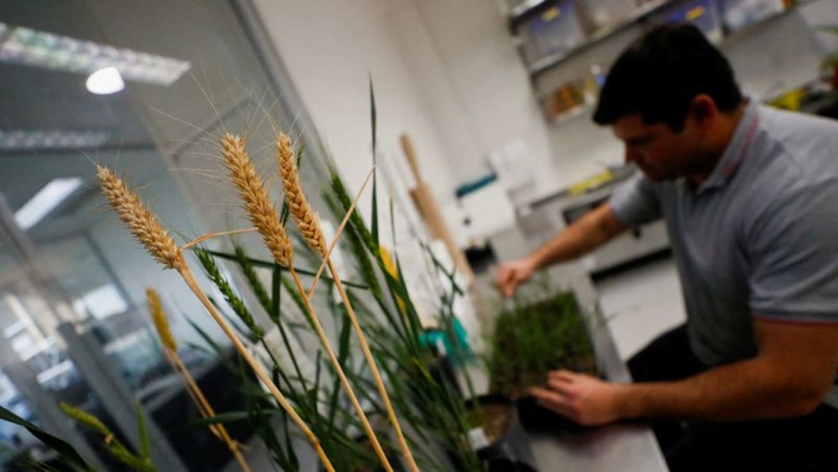 Indonesia menyetujui gandum transgenik toleran kekeringan dari Bioceres Argentina