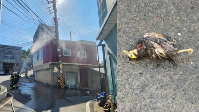 小鸟触电竟引发火患 台湾苗栗逾400户住家停电半小时