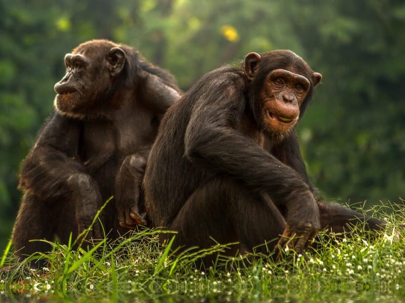 Male chimps have fewer yet more genuine pals to ape around with as they get older, the study said.